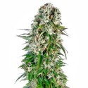 Big Bud Autoflower (Sensi Seeds) Feminiserede