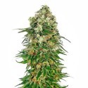 Shiva Skunk Autoflower (Sensi Seeds) Feminiserede