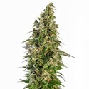 Afghani 1 Autoflower (Sensi Seeds) Feminiserede