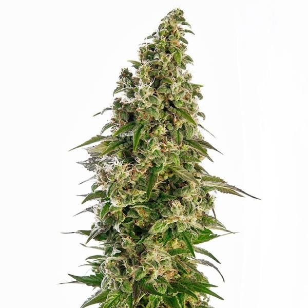 Afghani 1 Autoflower (Sensi Seeds) Feminiserede