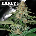 Delicious Candy tidlig version (Delicious Seeds) Feminiserede