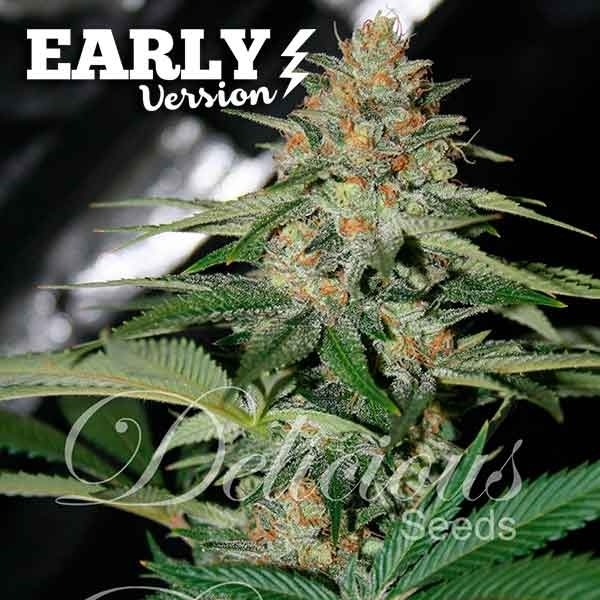Delicious Candy tidlig version (Delicious Seeds) Feminiserede