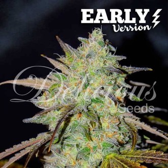 Marmalate Early Version (Delicious Seeds) Feminiserede