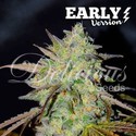 Marmalate Early Version (Delicious Seeds) Feminiserede