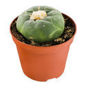 Lophophora decipiens (peyote)
