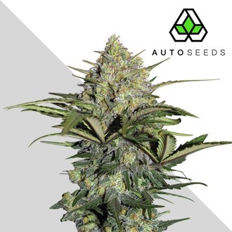 GG#4 Auto (Auto Seeds) Feminiserede