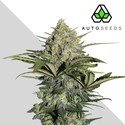 GG#4 Auto (Auto Seeds) Feminiserede