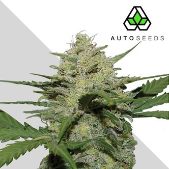 Girl Scout Cookies fr&oslash; (GSC) (Auto Seeds) feminiserede