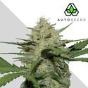 Girl Scout Cookies (Auto Seeds) Feminiserede