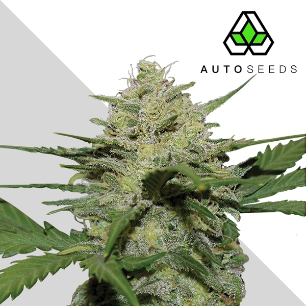 Girl Scout Cookies (Auto Seeds) Feminiserede