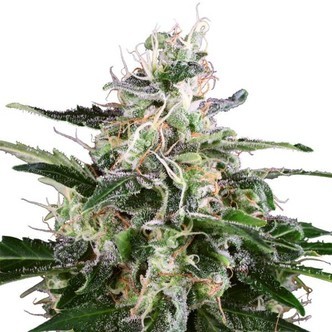 White Skunk Automatic (White Label) feminiserede cannabisfr&oslash;