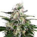 White Skunk Autoflower (White Label) Feminiserede