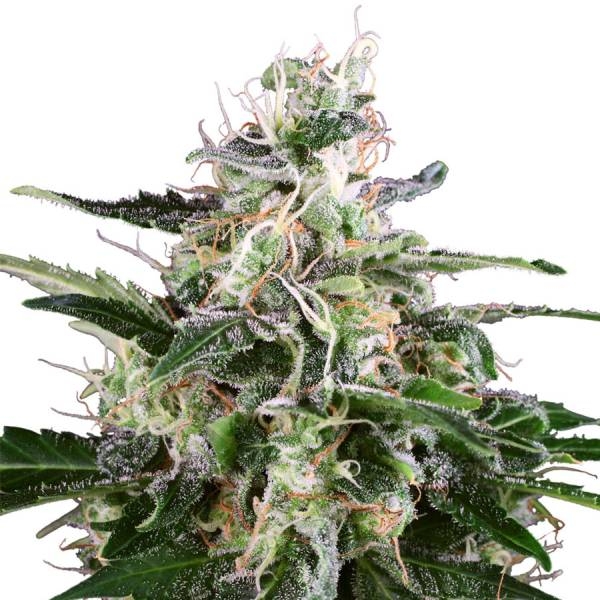 White Skunk Autoflower (White Label) Feminiserede