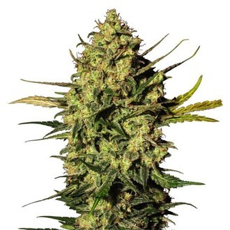 Master Kush Autoflower (White Label) Feminiserede