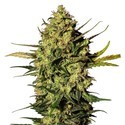 Master Kush Autoflower (White Label) Feminiserede