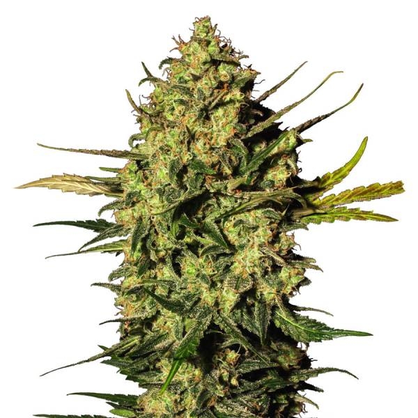 Master Kush Autoflower (White Label) Feminiserede