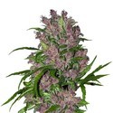 Purple Bud Autoflower (White Label) Feminiserede