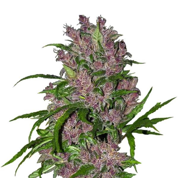 Purple Bud Autoflower (White Label) Feminiserede