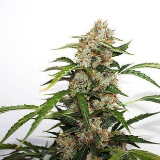 Auto Orange Bud (Dutch Passion) Feminiserede