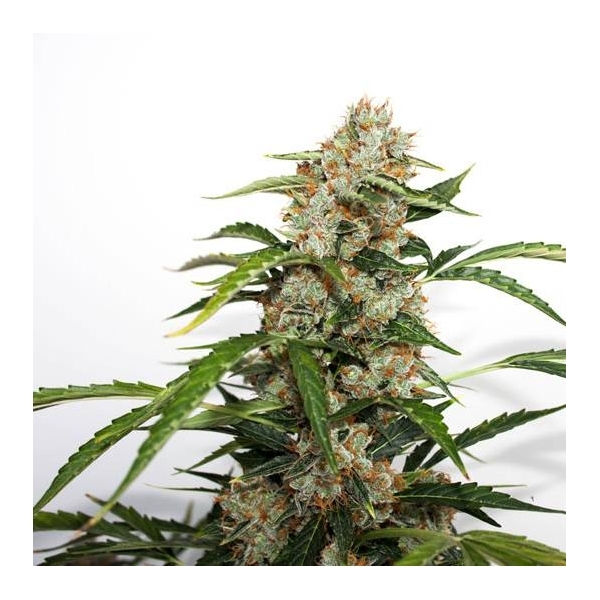 Auto Orange Bud (Dutch Passion) Feminiserede