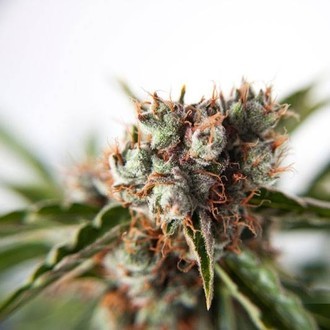 Auto Orange Bud (Dutch Passion) Feminiserede