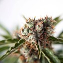 Auto Orange Bud (Dutch Passion) Feminiserede