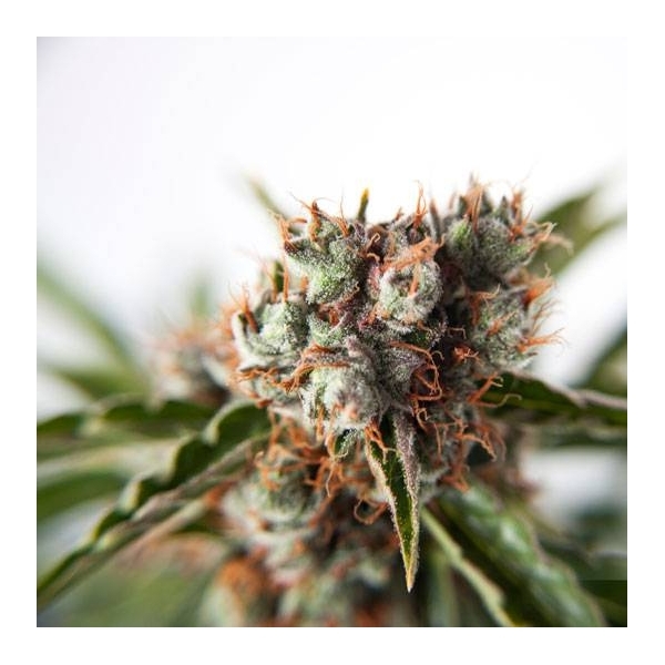 Auto Orange Bud (Dutch Passion) Feminiserede