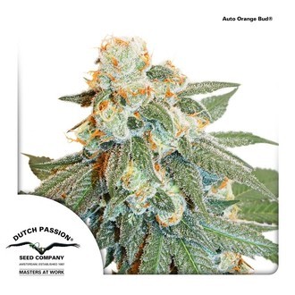 Auto Orange Bud (Dutch Passion) Feminiserede
