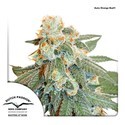 Auto Orange Bud (Dutch Passion) Feminiserede
