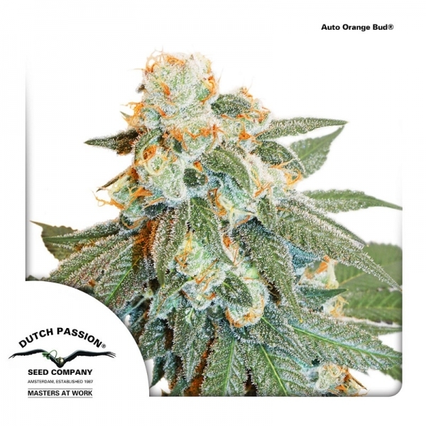 Auto Orange Bud (Dutch Passion) Feminiserede