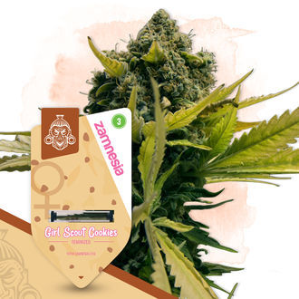 Girl Scout Cookies (Zamnesia Seeds) Feminiserede