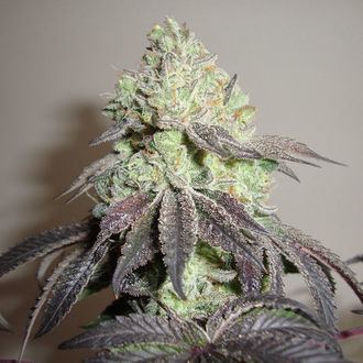 Girl Scout Cookies (Zamnesia Seeds) Feminiserede