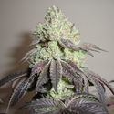 Girl Scout Cookies (Zamnesia Seeds) Feminiserede