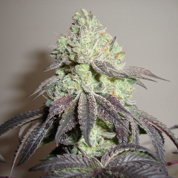 Girl Scout Cookies (Zamnesia Seeds) Feminiserede