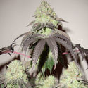Girl Scout Cookies (Zamnesia Seeds) Feminiserede