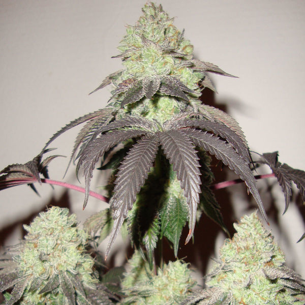 Girl Scout Cookies (Zamnesia Seeds) Feminiserede
