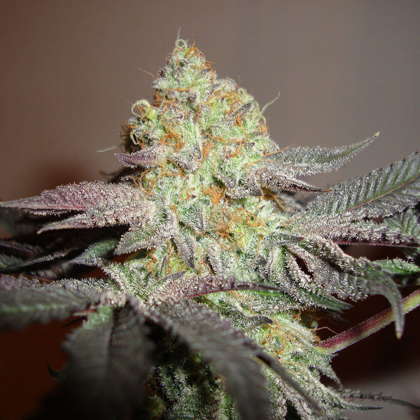 Girl Scout Cookies (Zamnesia Seeds) Feminiserede