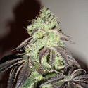 Girl Scout Cookies (Zamnesia Seeds) Feminiserede
