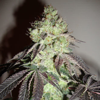 Girl Scout Cookies (Zamnesia Seeds) Feminiserede