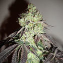 Girl Scout Cookies (Zamnesia Seeds) Feminiserede