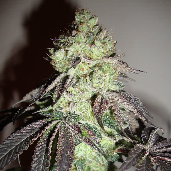 Girl Scout Cookies (Zamnesia Seeds) Feminiserede