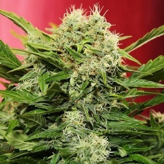 Chronic Ryder (Joint Doctor) feminiserede cannabisfr&oslash;