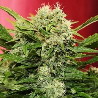 Chronic Ryder Autoflower (Doctor's Choice) Feminiserede