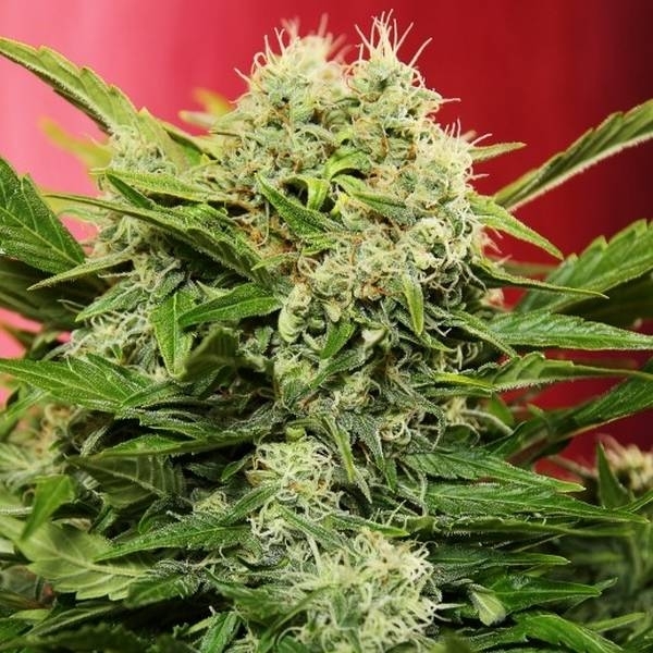 Chronic Ryder Autoflower (Doctor's Choice) Feminiserede