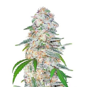 Blue Dream&acute;matic (FastBuds) feminiserede cannabisfr&oslash;