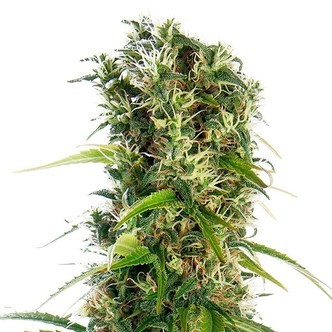 Michka (Sensi Seeds) Regul&aelig;r/Feminiseret