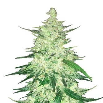 CBD Crack (FastBuds) Feminiserede