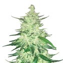 CBD Auto 1:1 (FastBuds) Feminiserede