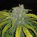 CBD Auto 1:1 (FastBuds) Feminiserede