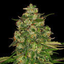 Banana (Zamnesia Seeds) Feminiserede